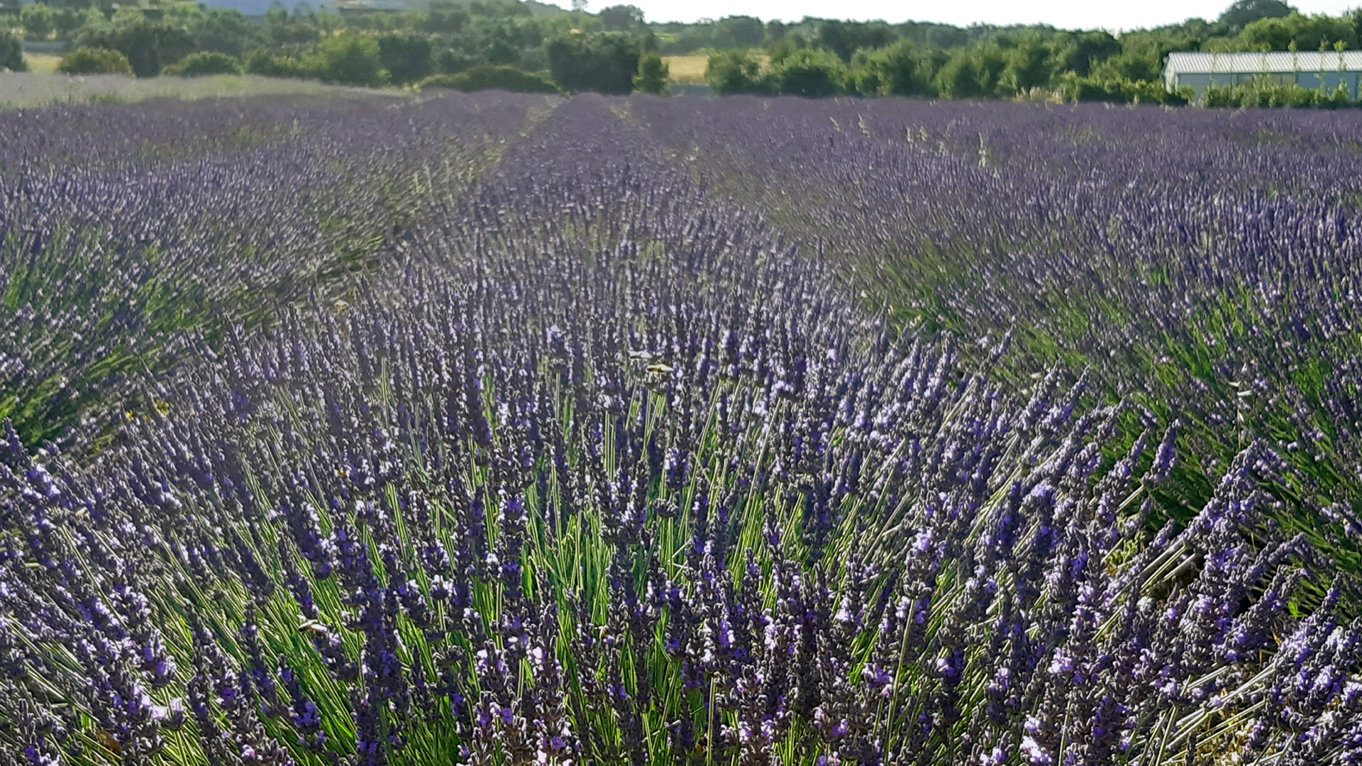 Campo di lavanda