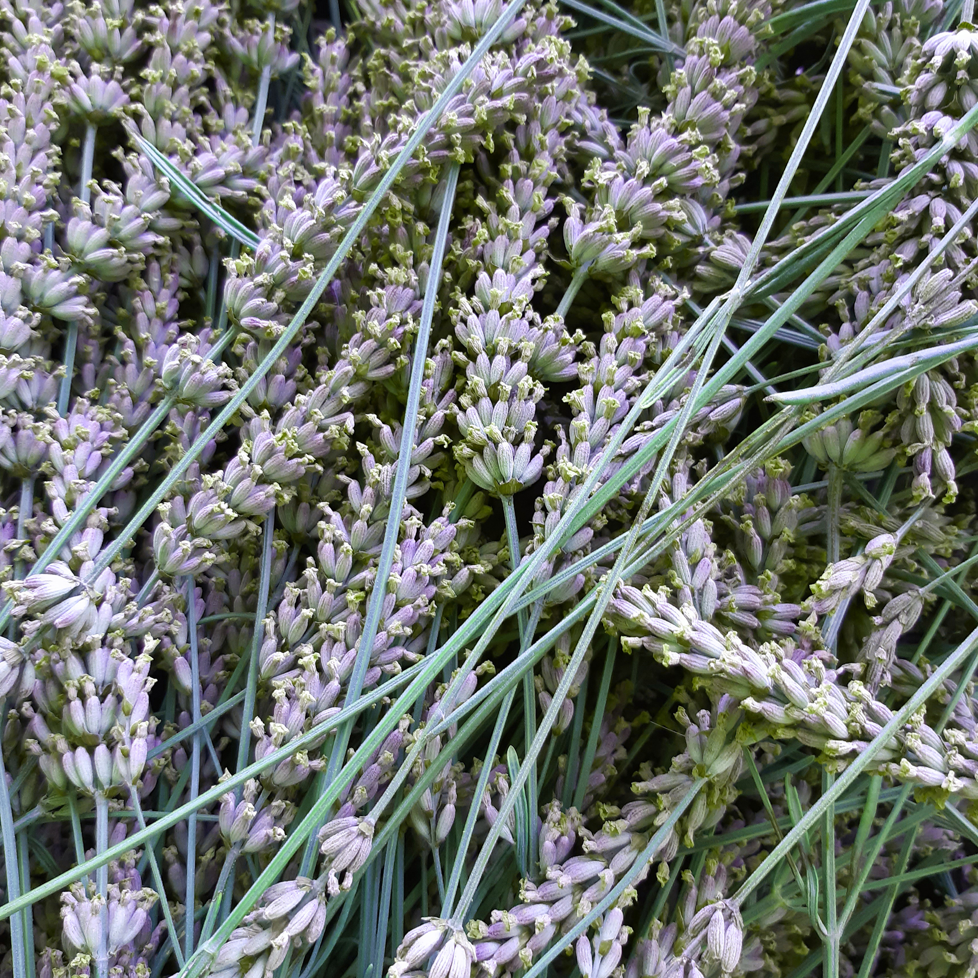 Lavanda_fiori