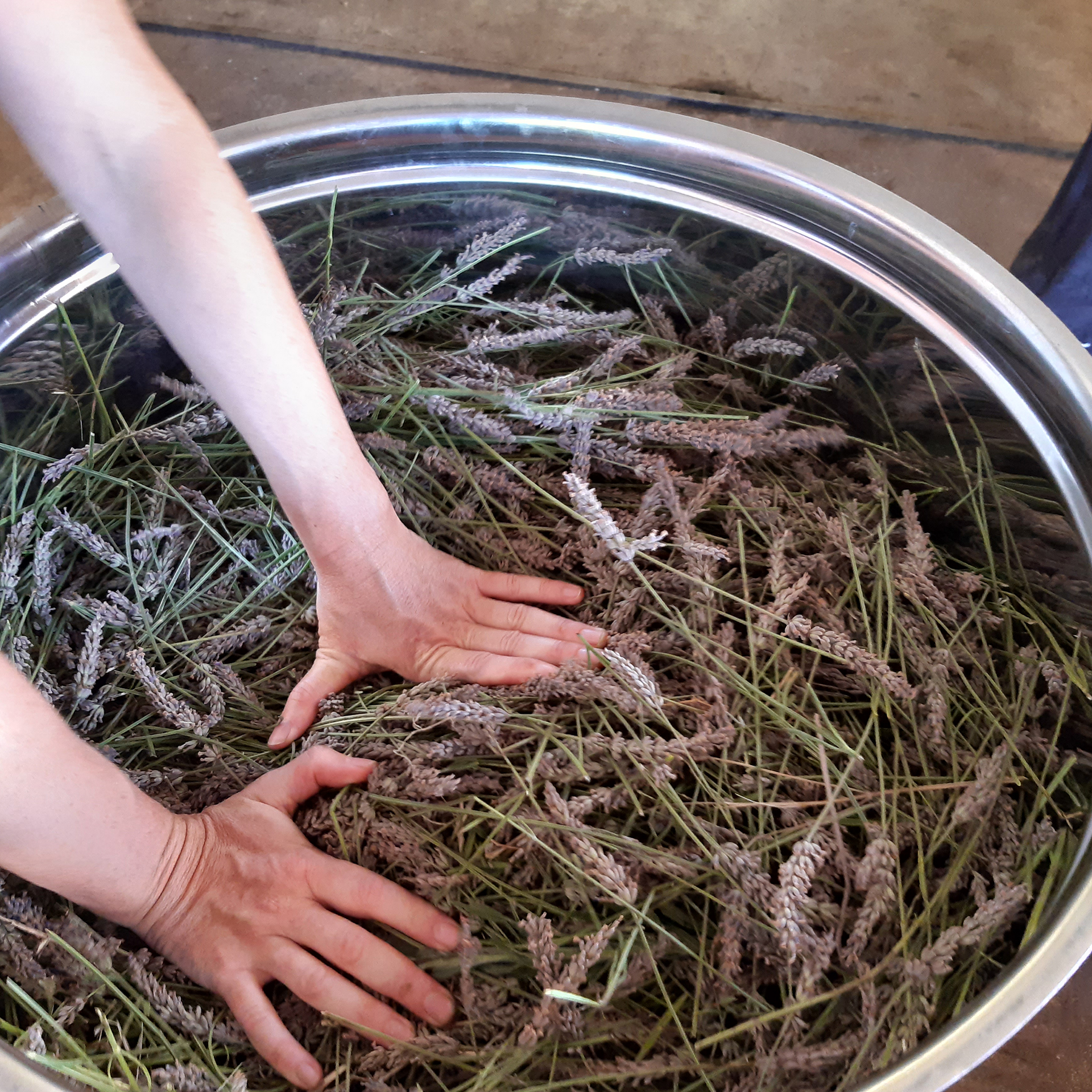 Lavanda_preparazInfusione